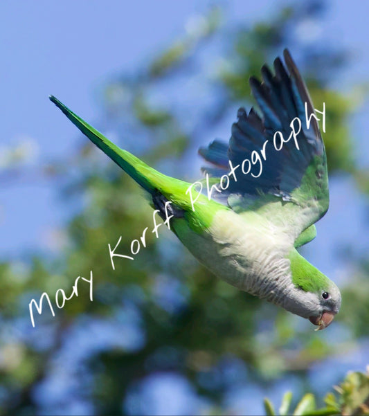 Monk Parakeet 1  16x20