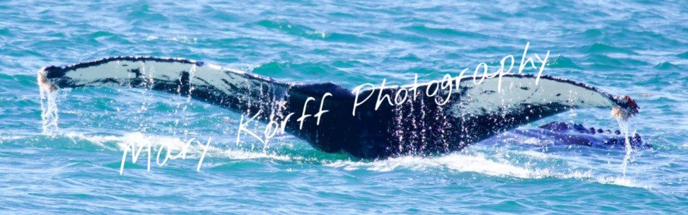 Tail of Humback Whale in Alaska  16x20