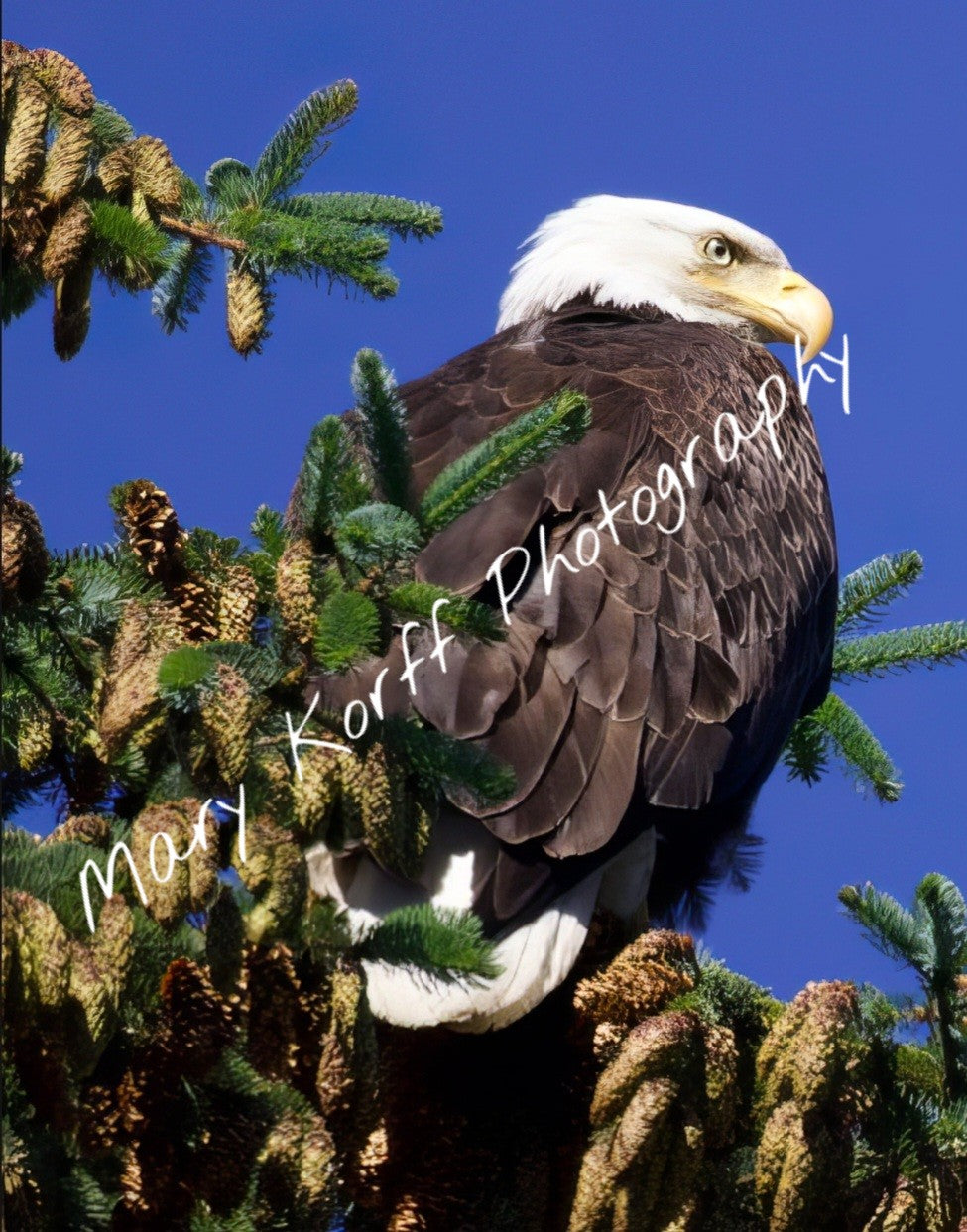 Bald Eagle