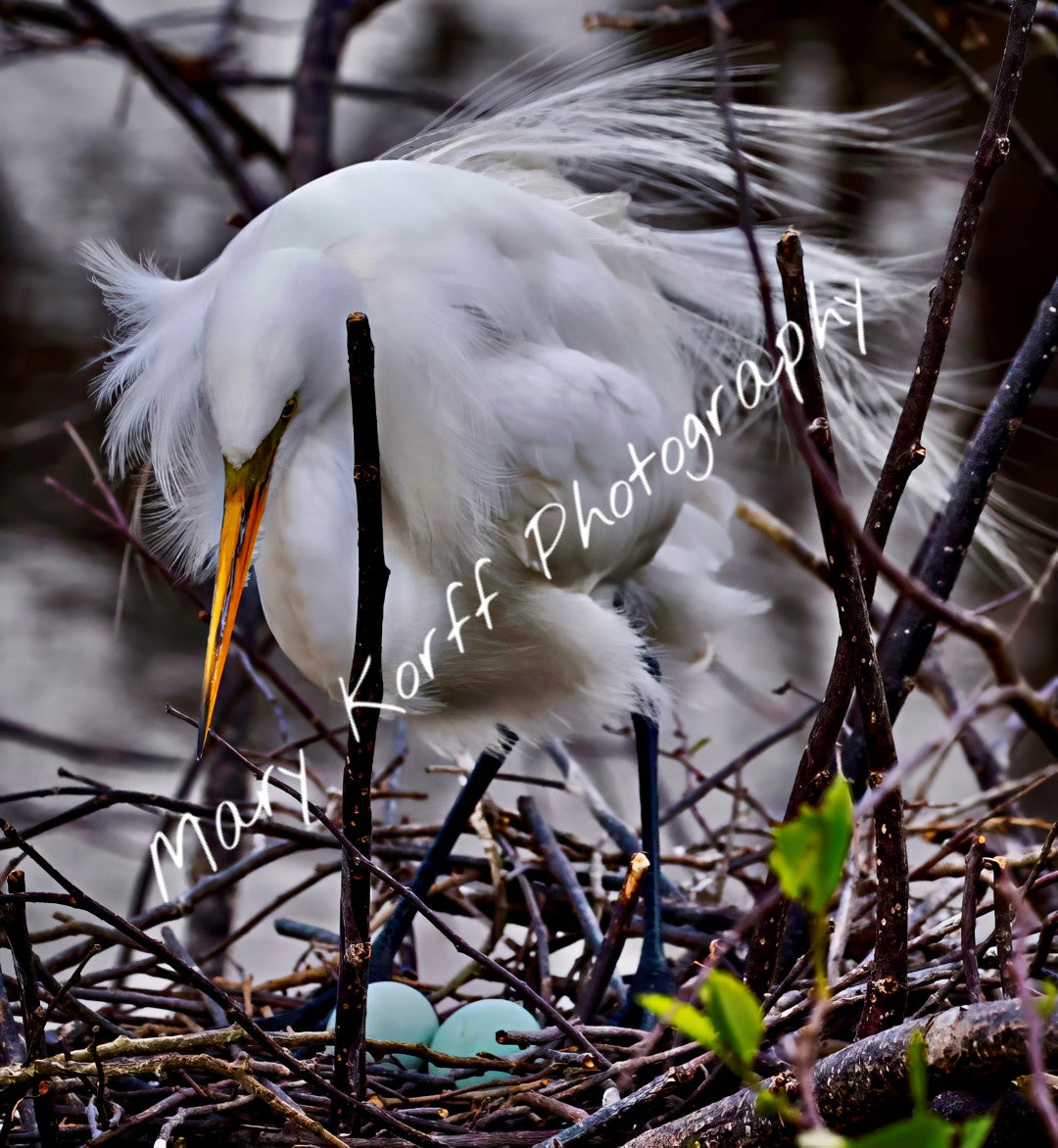 Great Egret  16x20