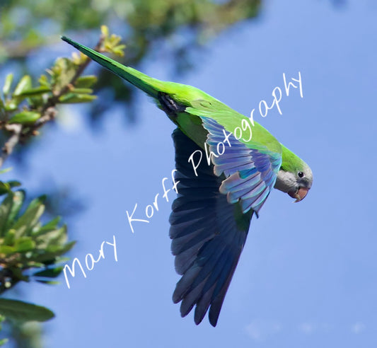 Monk Parakeet  16x20