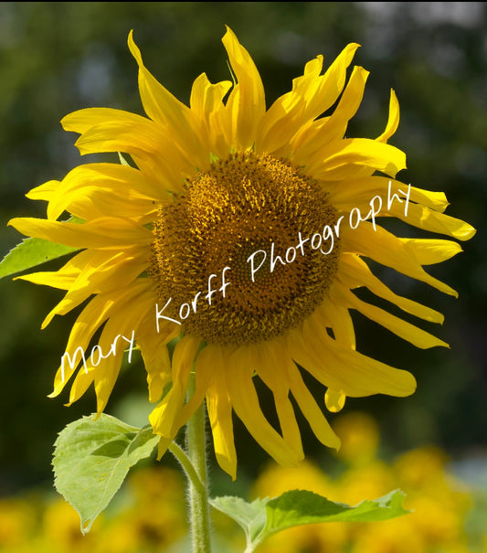 Sunflower  16x20