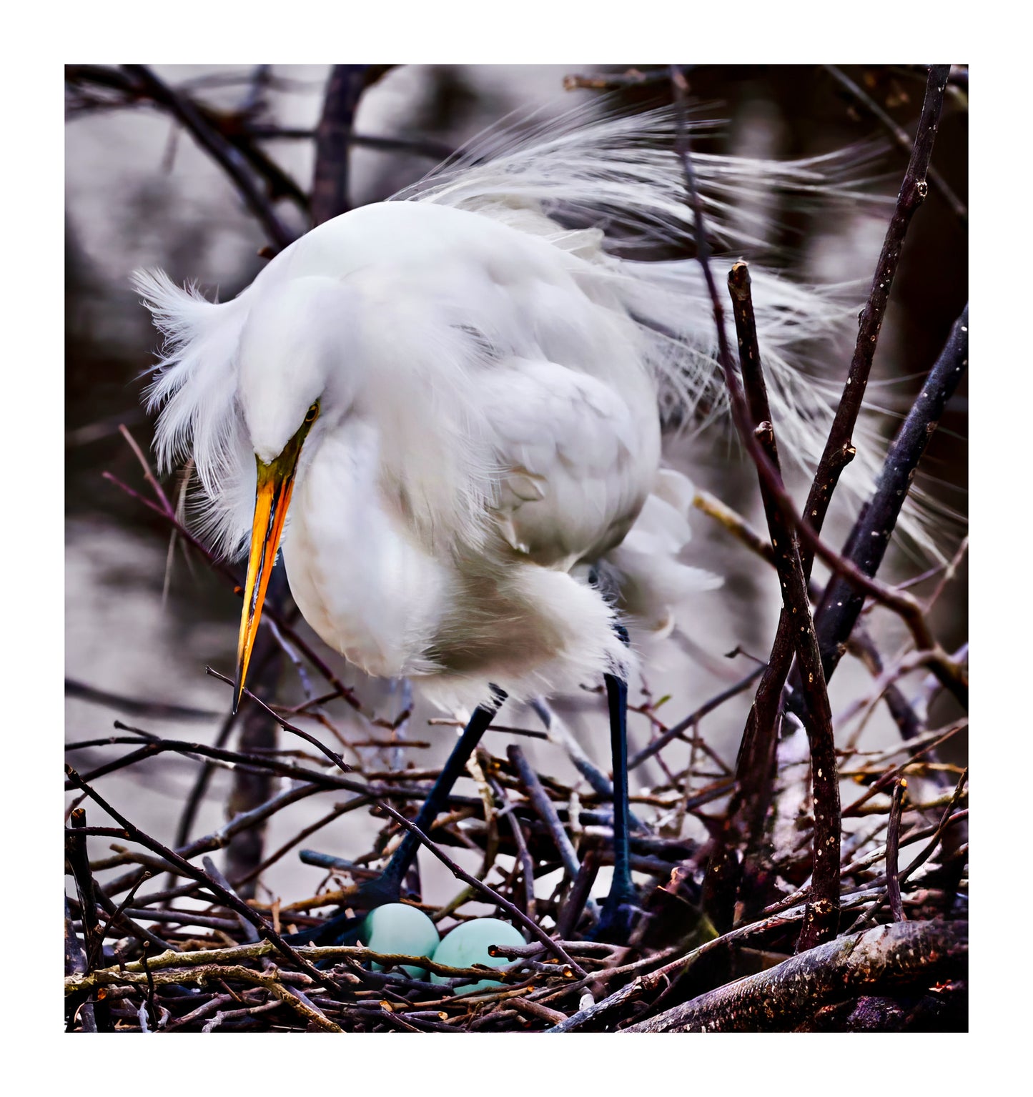 Nesting Egret