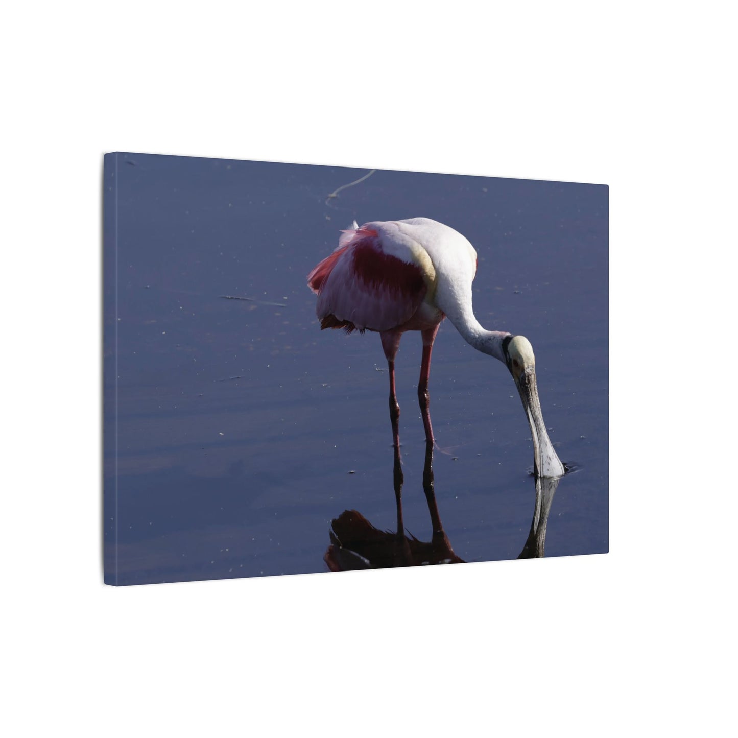 Spoonbill Art Canvas