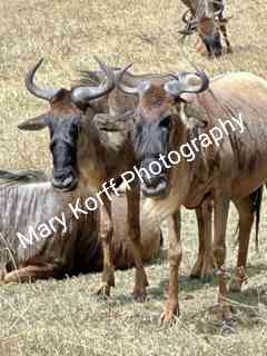 Blue Wildebeest  16x20