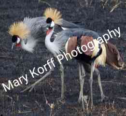 Grey headed Cranes 2  16x20