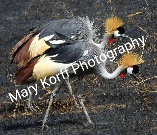 Grey headed Cranes   16x20