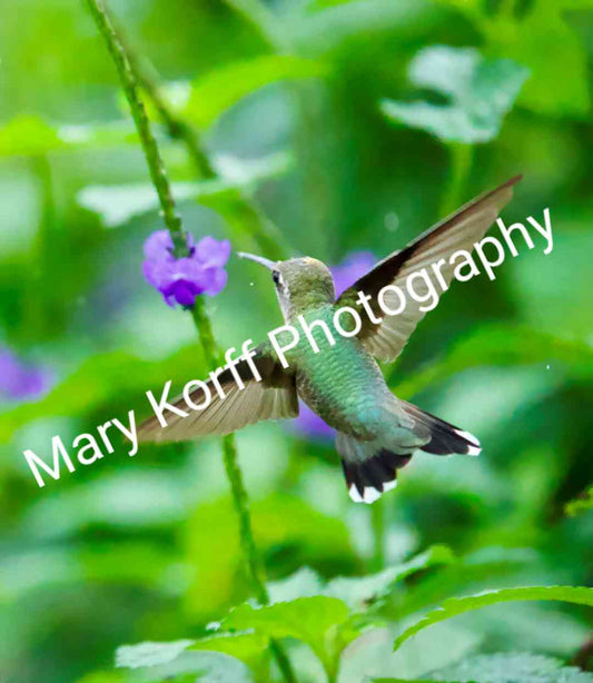 Hummingbird3