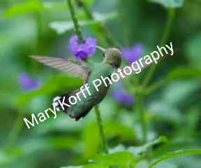 Hummingbird4