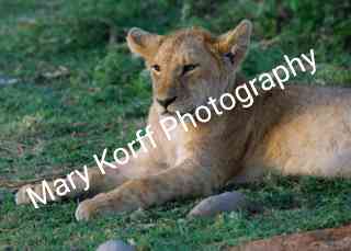 Lion Cub  16x20