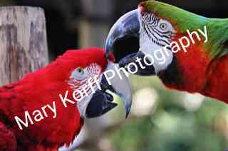 Parrots  16x20