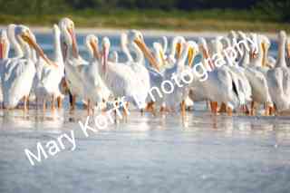 White Pelicans  16x20