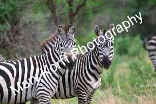 Zebras  16x20