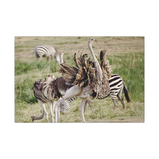 Ostriches and Zebras Canvas