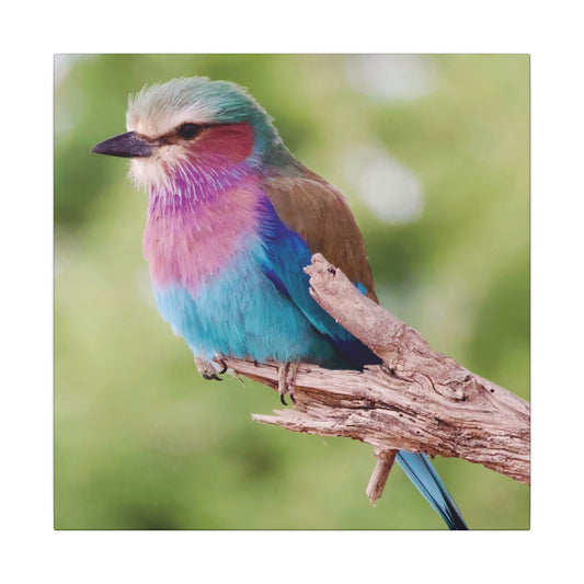 Lilac-Breasted Roller Canvas