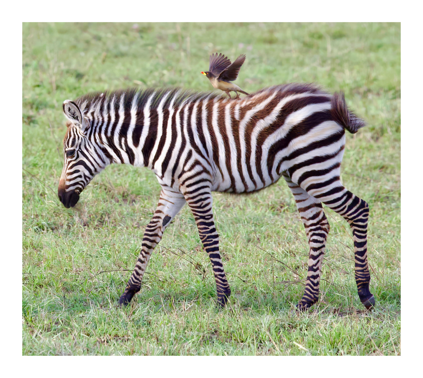 Zebra and Oxpecker