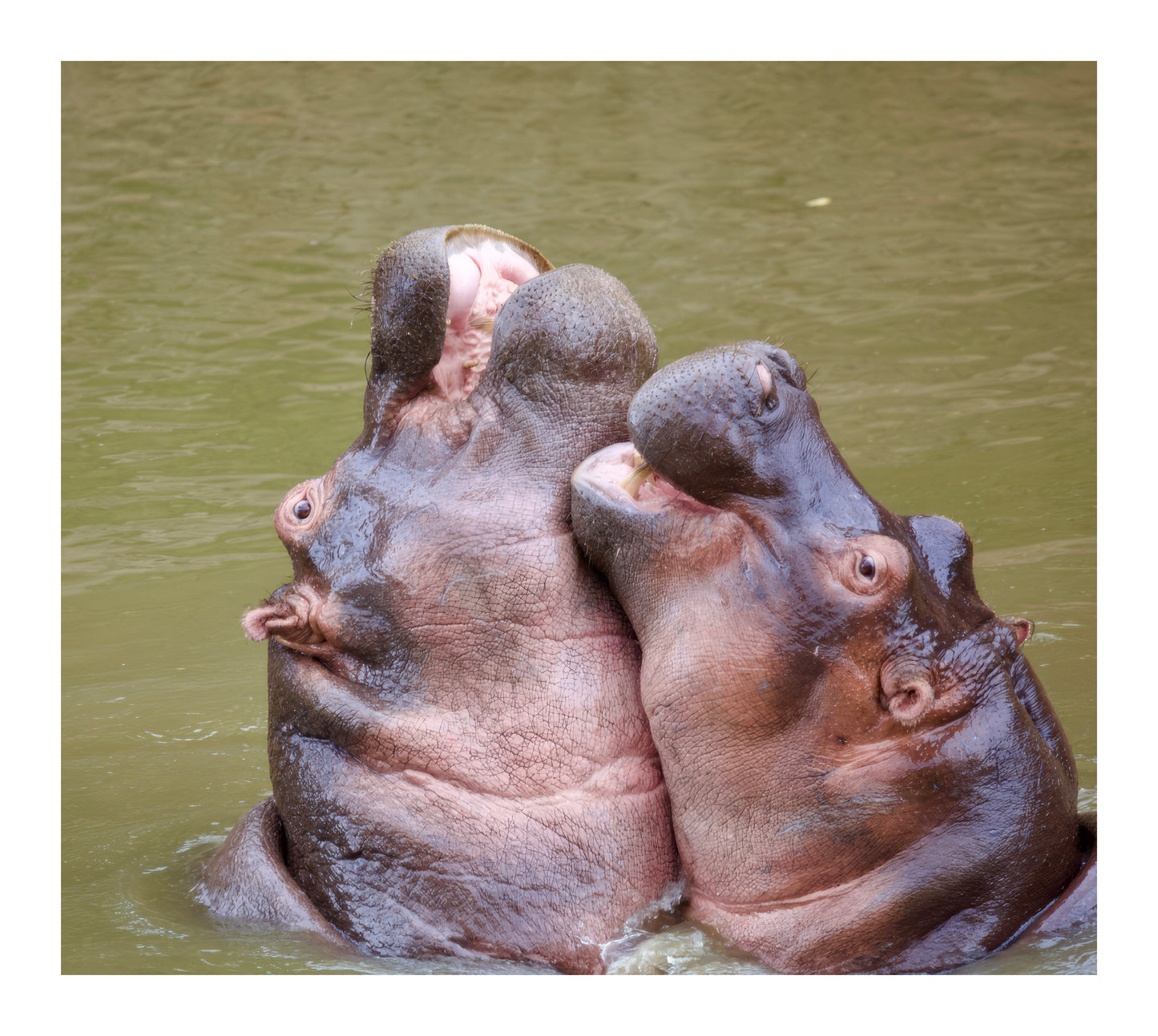 Hippos Hugging