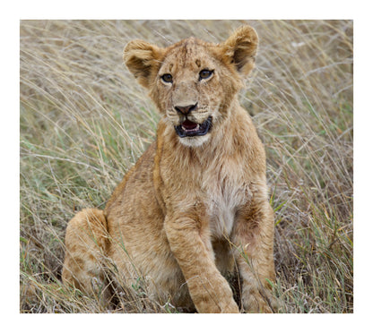 Barbary Lion Cub