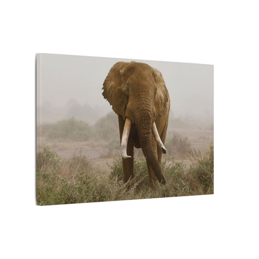 African Elephant Canvas