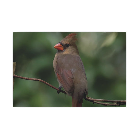Female Northern Cardinal Canvas