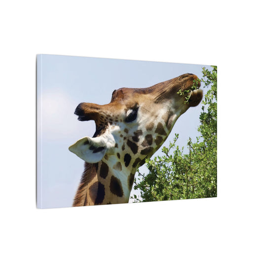 Giraffe Close Up Canvas