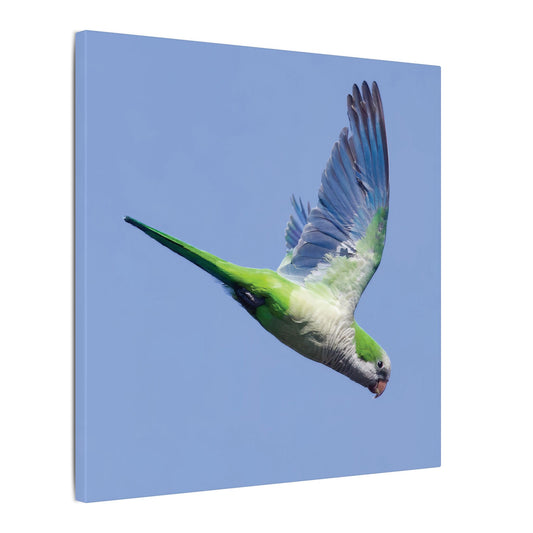 Monk Parakeet Canvas