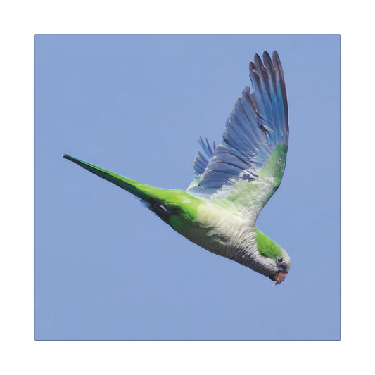 Monk Parakeet Canvas