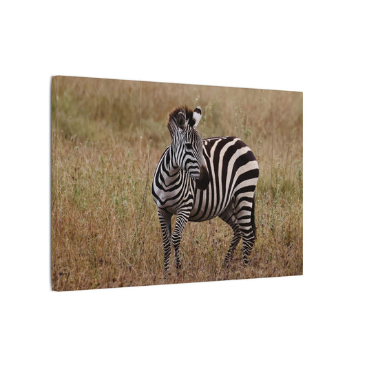 Zebra Photography Canvas