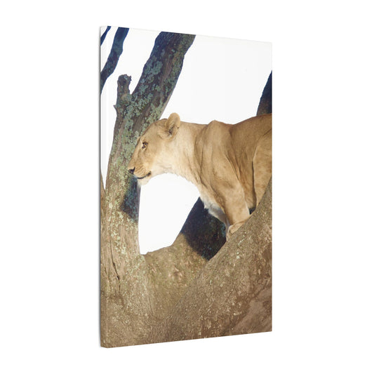 Lion in a Tree Canvas