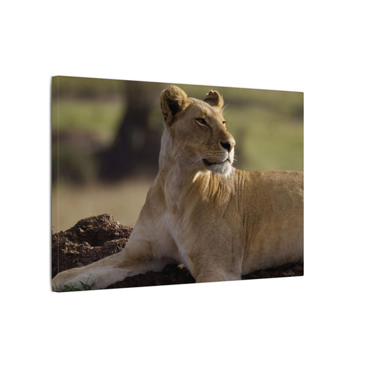 Barbary Lioness Canvas