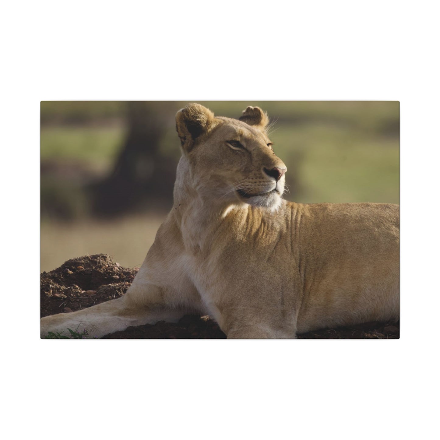 Barbary Lioness Canvas