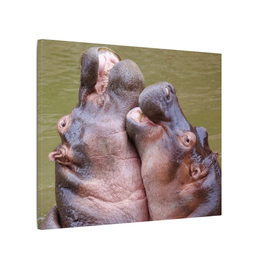 Hippos Hugging Canvas