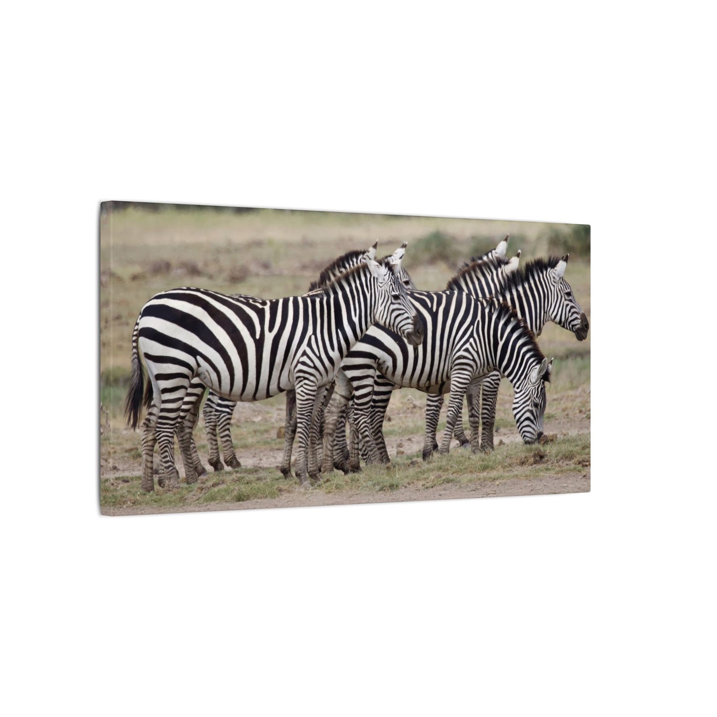 Zebra Wall Art Canvas