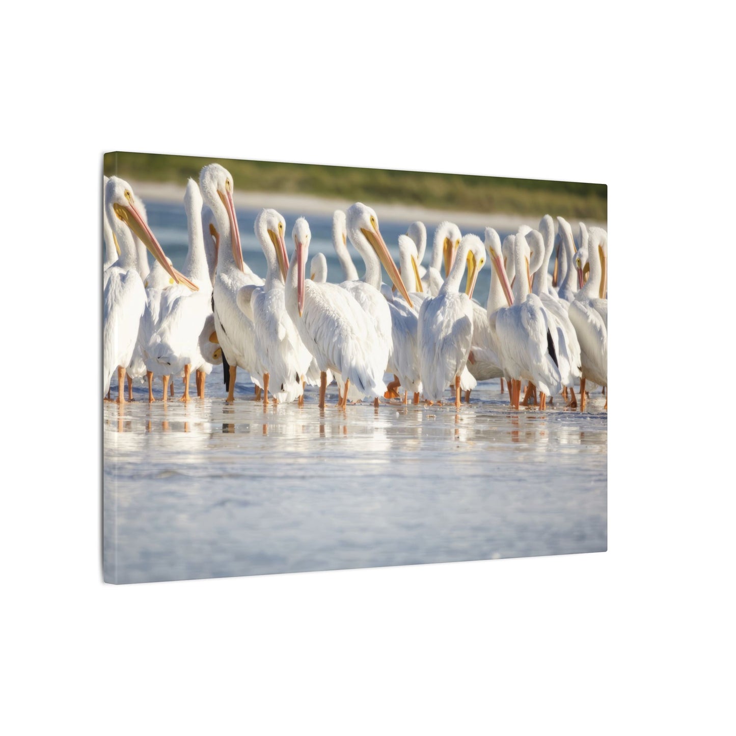 Great White Pelicans Canvas
