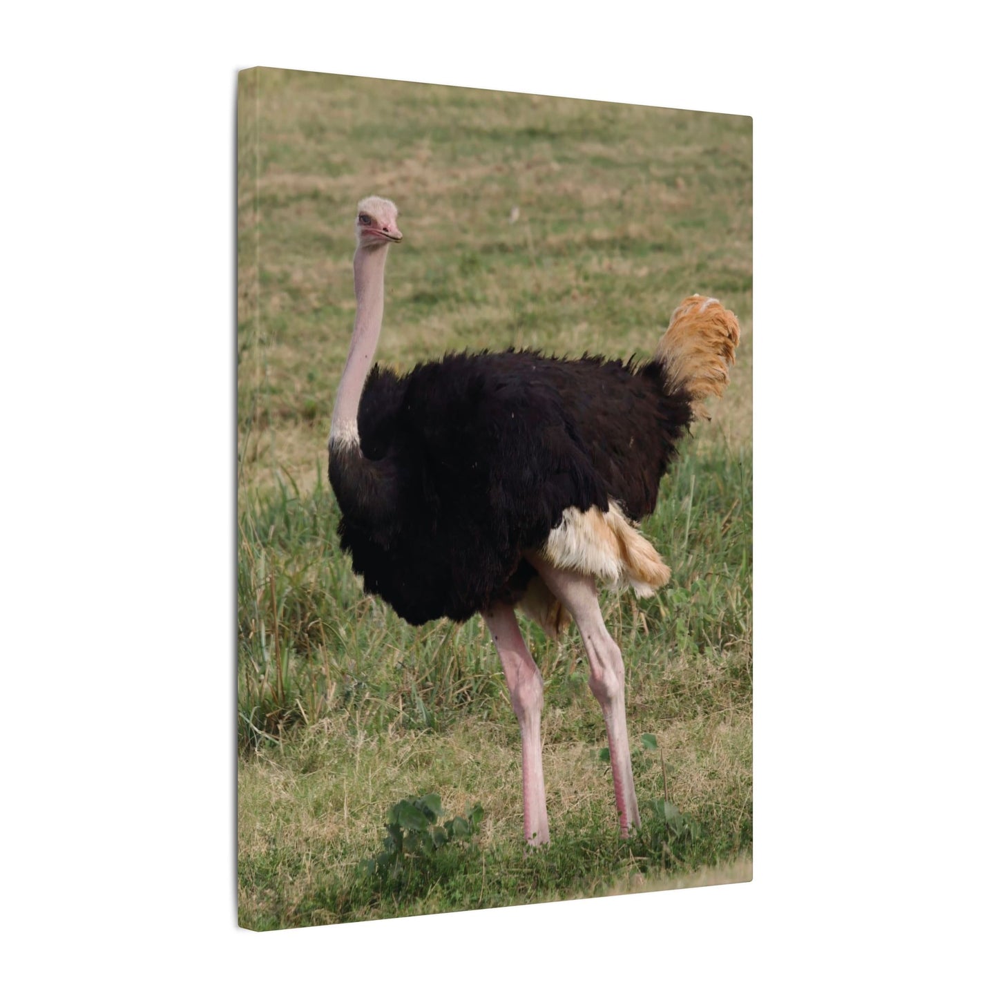 African Ostrich Canvas