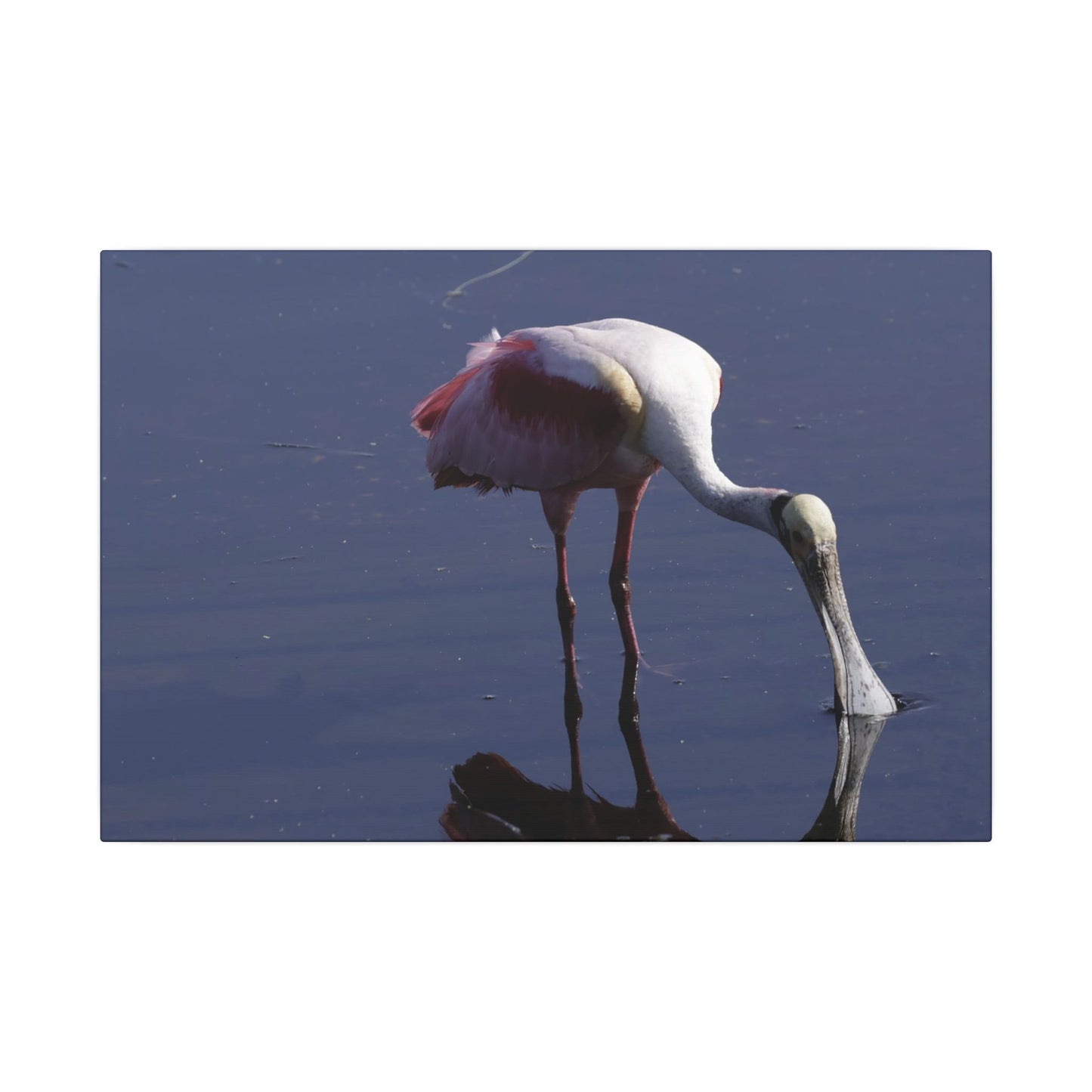Spoonbill Art Canvas