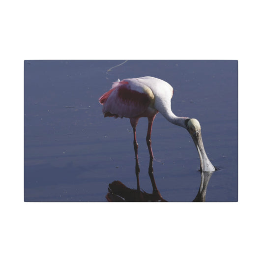 Spoonbill Art Canvas