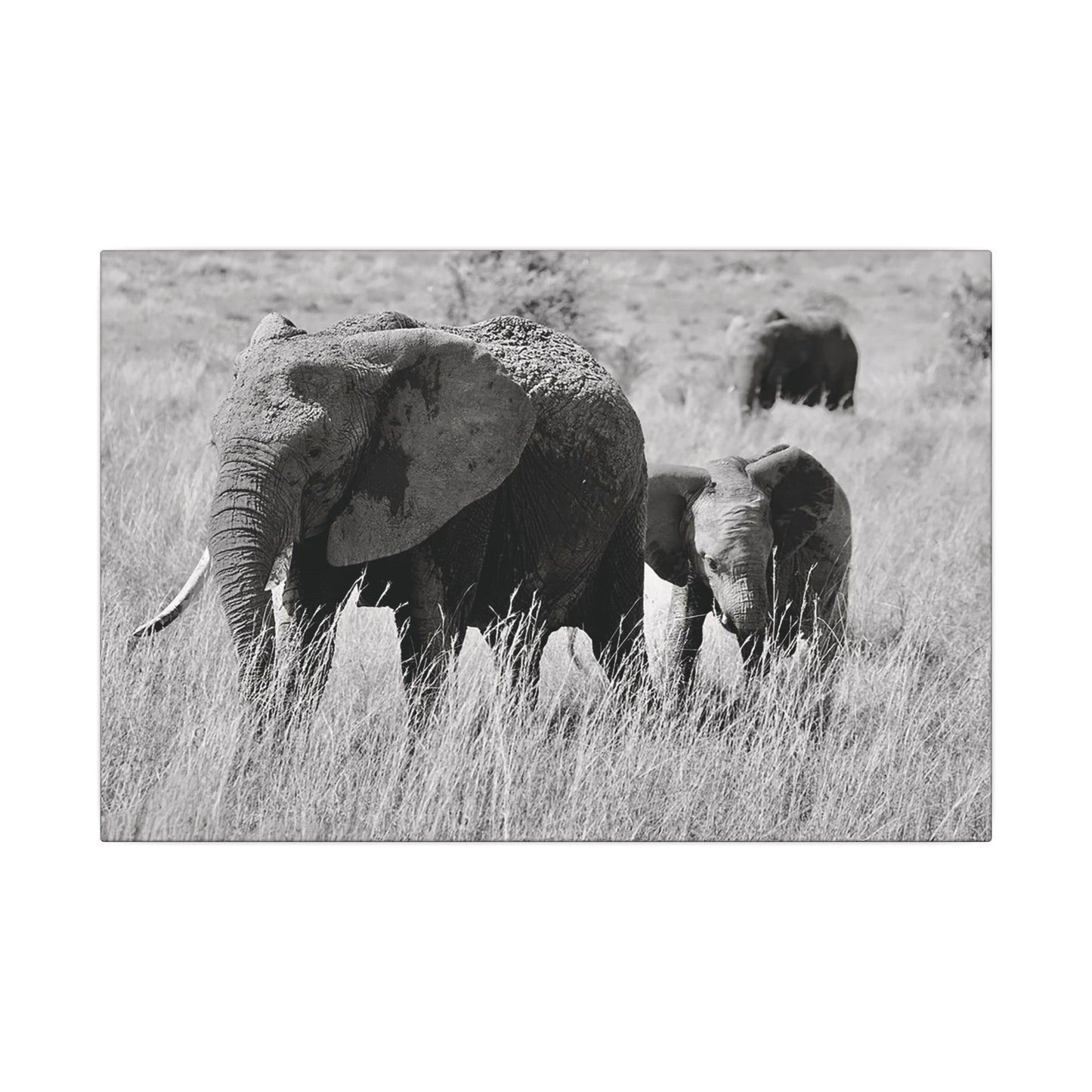 Black and White Elephants Canvas