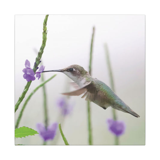 Female Ruby-Throated Hummingbird Canvas
