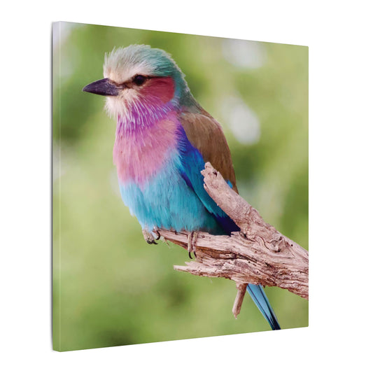 Lilac-Breasted Roller Canvas