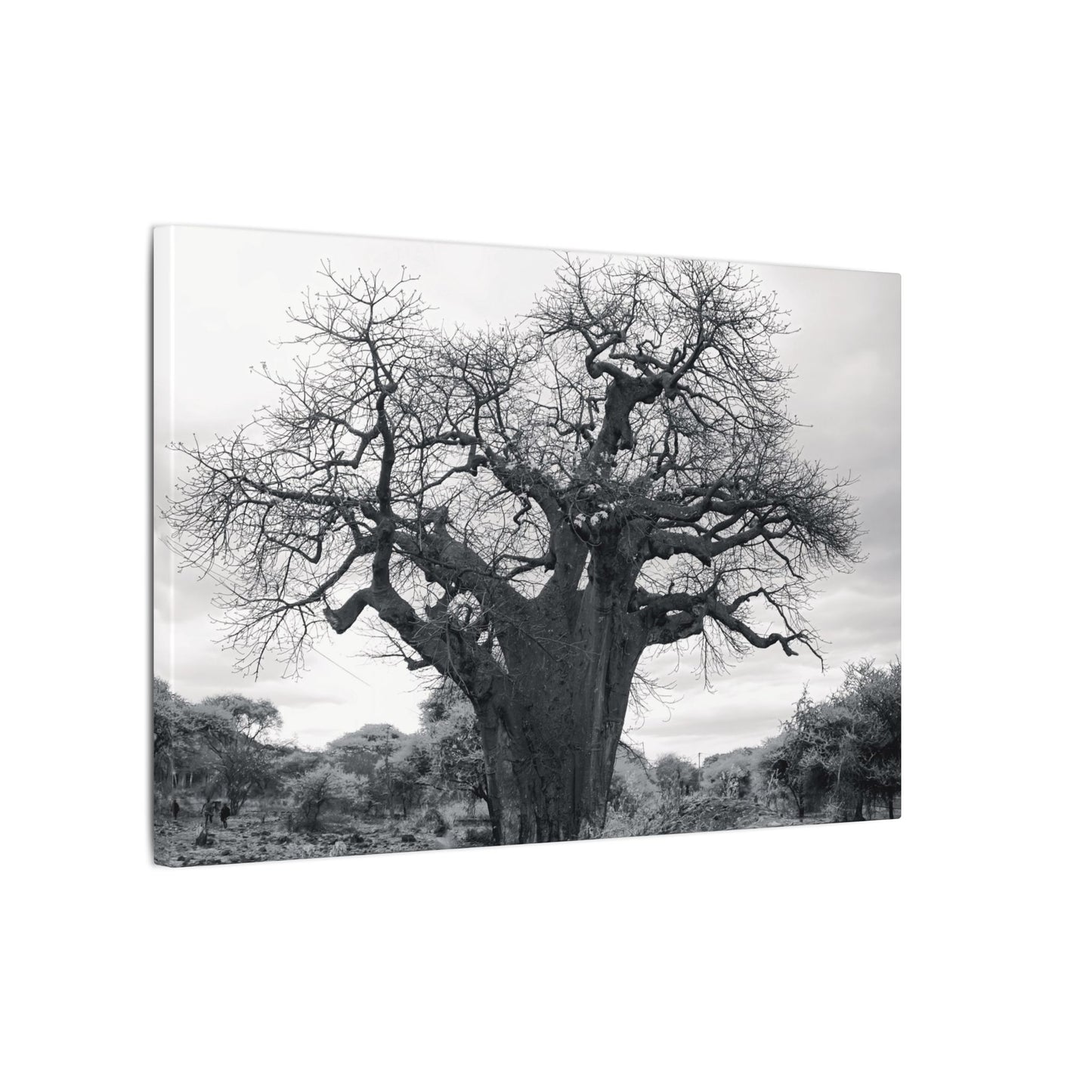 Baobab Tree Canvas