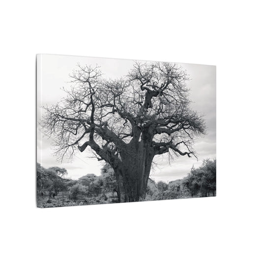 Baobab Tree Canvas