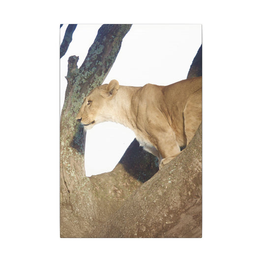 Lion in a Tree Canvas