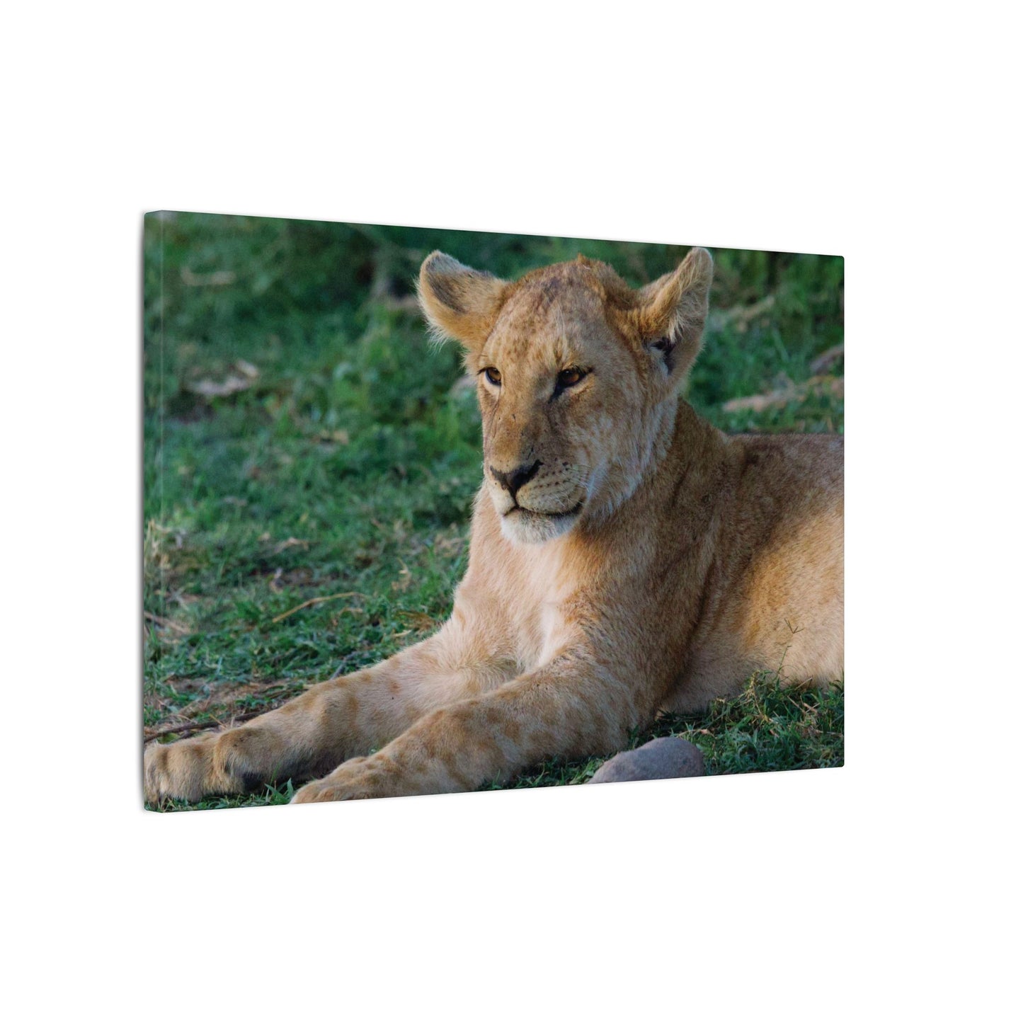 Relaxed Lion Canvas