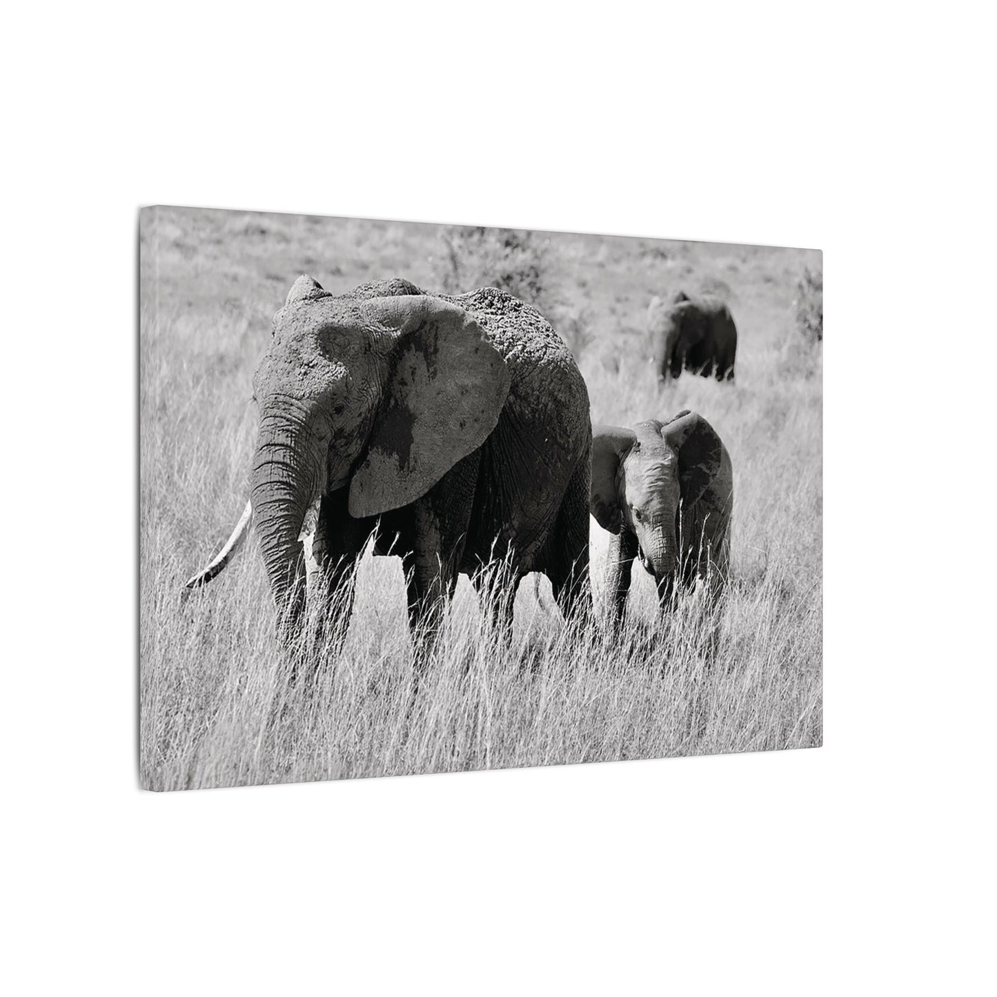 Black and White Elephants Canvas