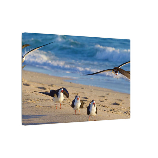 Black Skimmers Canvas