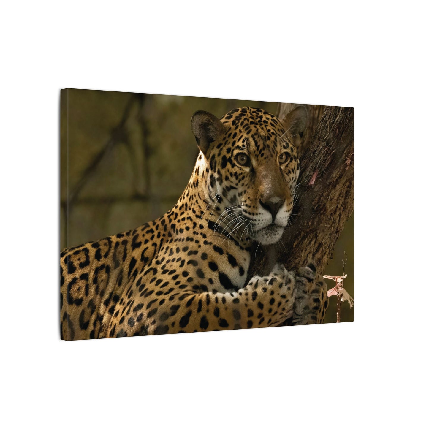 Jaguar Print Canvas