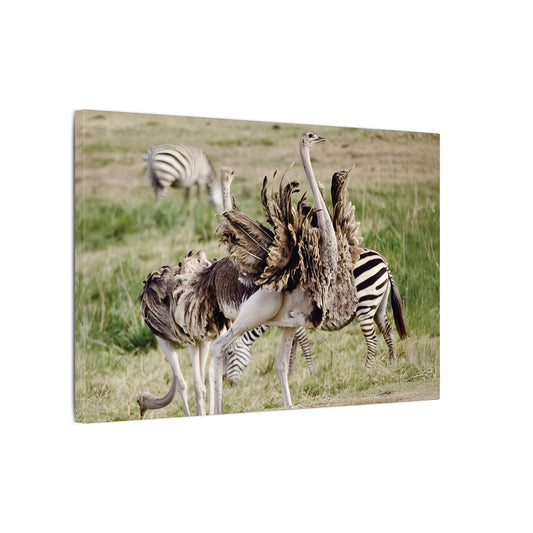 Ostriches and Zebras Canvas