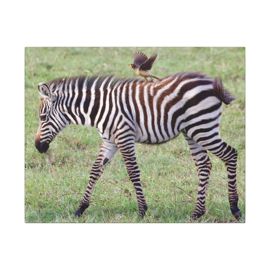 Zebra and Oxpecker Canvas