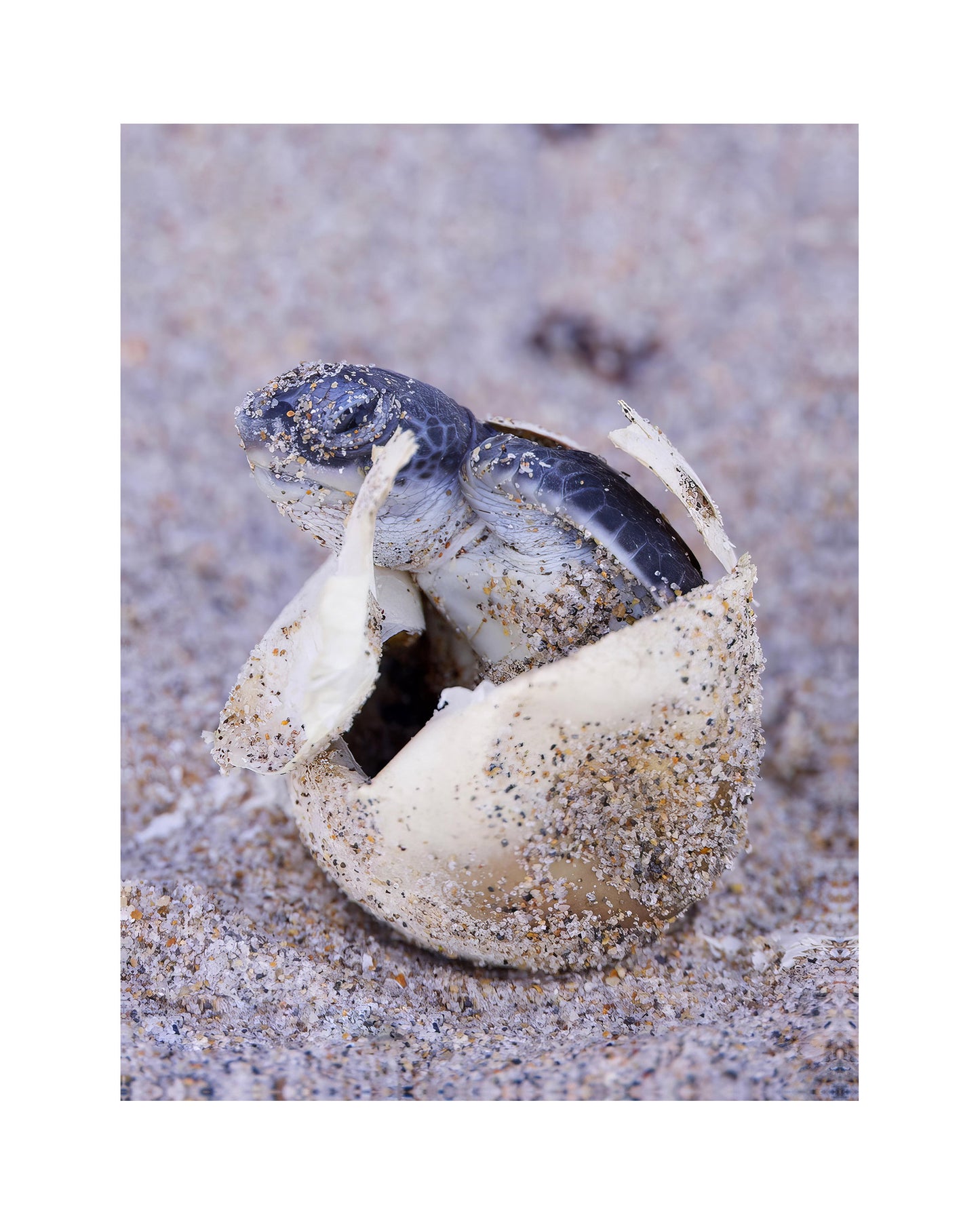 Hatching Sea Turtle